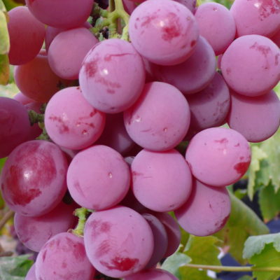 27510939-grapes-wallpapers
