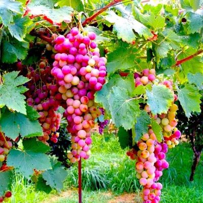 39958678-grapes-wallpapers