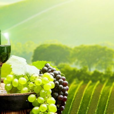 fuzzy-background-wine-vineyard-grapes