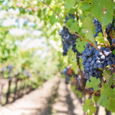 purple-grapes-vineyard-napa-valley-napa-vineyard-39351